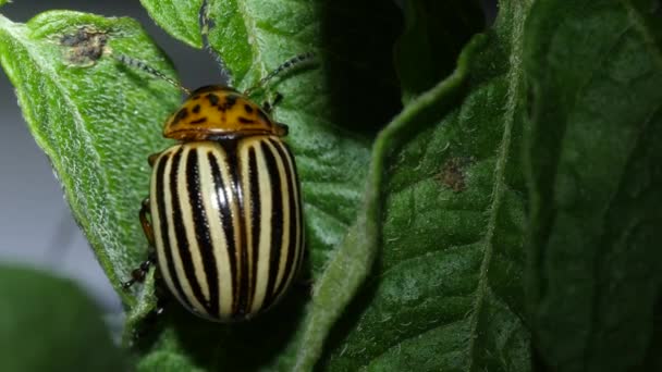 科罗拉多食虫甲虫以食虫叶为食 免版税图库视频片段