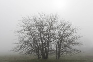 Tree silhouette among the fog in the Cornnalvo Natural Park, Ext