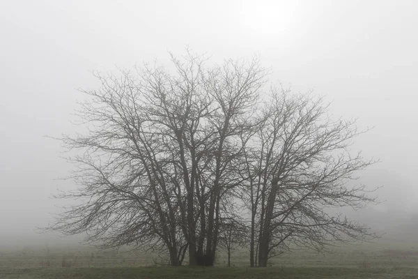 Tree silhouette among the fog in the Cornnalvo Natural Park, Ext — Zdjęcie stockowe