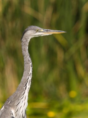 Grey Heron 'un portresi, Ardea Cinerea, nehirde avlanma, Aljucen Nehri, Extremadura, İspanya