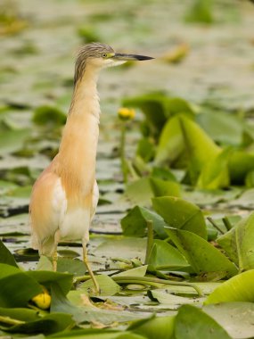 Squacco Heron (Ardeola ralloides), nilüfer çiçeğinin doğal arka planına sahip bir şubede gün batımında