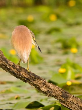 Squacco Heron (Ardeola ralloides), nilüfer çiçeğinin doğal arka planına sahip bir şubede gün batımında