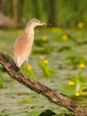 Squacco Heron (Ardeola ralloides), nilüfer çiçeğinin doğal arka planına sahip bir şubede gün batımında