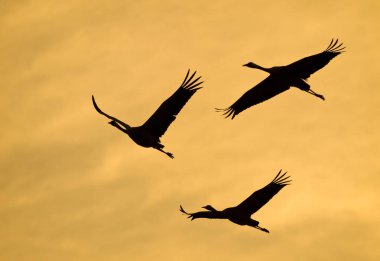 Üç turna silueti gün batımında arka planda uçuyor.