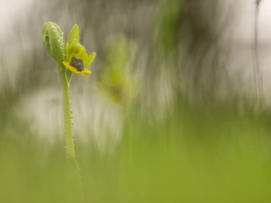Doğal bir çayırda oprys lutea