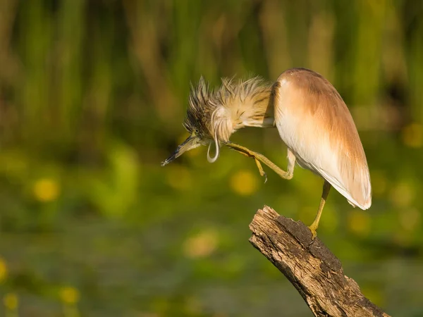 Squacco Heron (Ardeola ralloides) na větvi s přírodním vodním liliovým pozadím při západu slunce — Stock fotografie