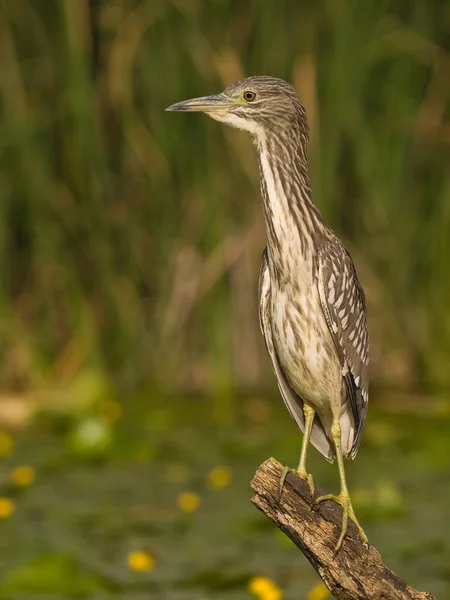 Olgunlaşmamış siyah taçlı Gece Balıkçıl (Nycticorax nycticorax) bir dala tünemişti.