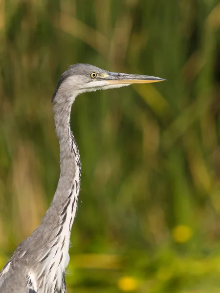 Портрет Сірого Герона (Ardea cinerea), полювання на ріку Альджусен (Естремадура, Іспанія). — стокове фото