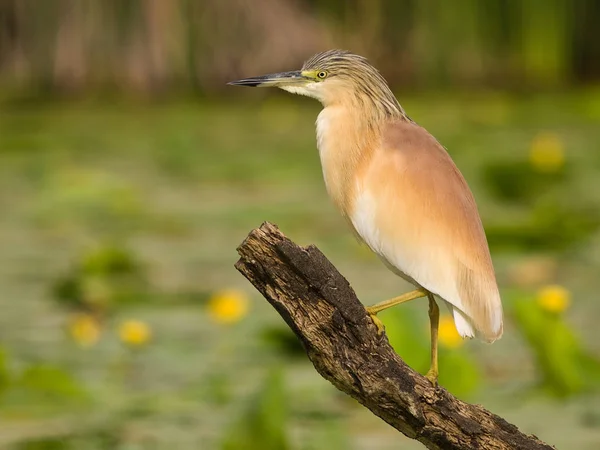 Squacco Heron (Ardeola ralloides), nilüfer çiçeğinin doğal arka planına sahip bir şubede gün batımında