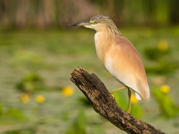 Squacco Heron (Ardeola ralloides) on a Branch with natural water lily background at sunset — ストック写真