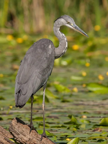 Сірий Герон, Ardea cinerea, полювання на річку, Aljucen River, Extremadura, Spain — стокове фото