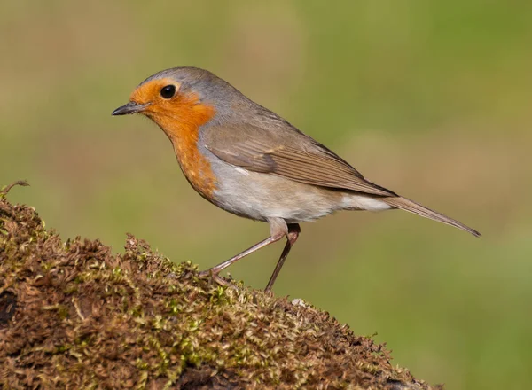 Європейський вільшанка (Erithacus rubecula) влітку сидів у філіалі з мохом на зеленому фоні. — стокове фото