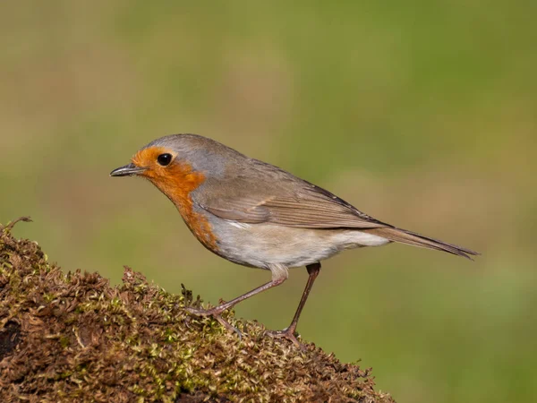 Evropský robin (Erithacus rubecula) usazený ve větvi s mos — Stock fotografie