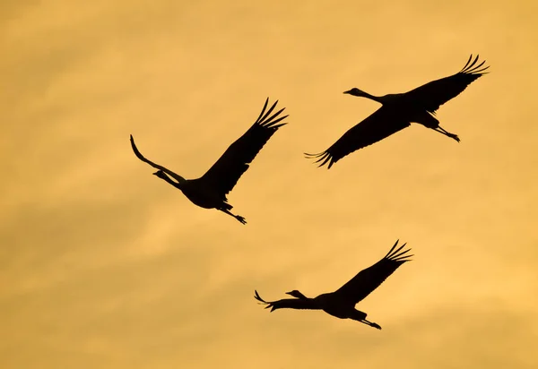 Silhouettes of three cranes flying backlit at sunset — Stock Photo, Image