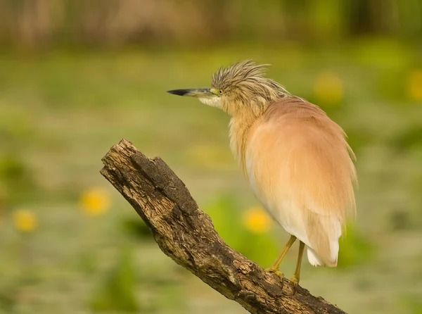 Squacco Heron (Ardeola ralloides) on a Branch with natural water lily background at sunset Royalty Free Stock Photos