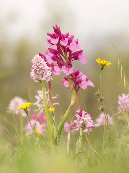 İlkbaharda çiçeklerin güzel manzarası. Vahşi orkideler: doğal ortamında ofryspapilionacea ve orkide italikası. Extemadura, İspanya