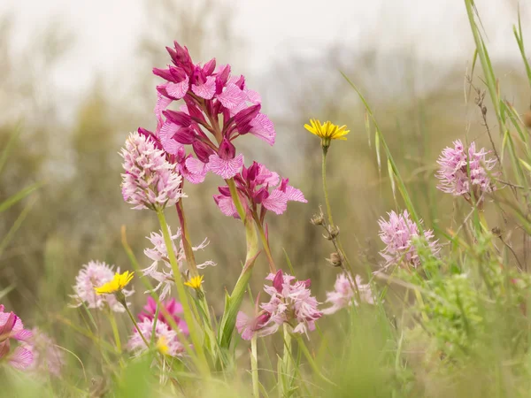 İlkbaharda çiçeklerin güzel manzarası. Vahşi orkideler: doğal ortamında ofrys papilionacea ve orkide italika. Extemadura, İspanya