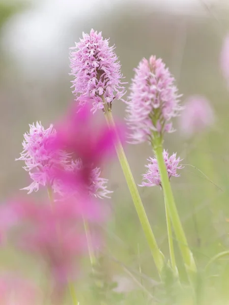 İlkbaharda çiçeklerin güzel manzarası. Vahşi orkideler: doğal ortamında ofrys papilionacea ve orkide italika. Extemadura, İspanya