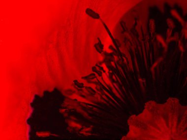 Kırmızı haşhaş yaklaş. Soyut arkaplanı geri al