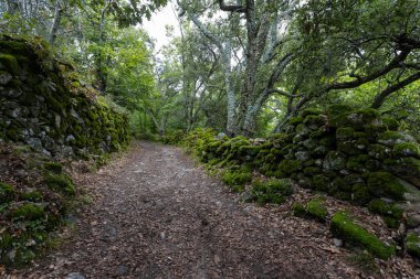 Yeşil ormandaki patika. Montanchez 'in Kestane Ormanı, Caceres, Extremadura, İspanya