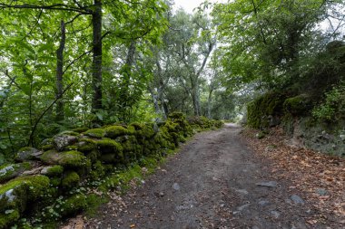Yeşil ormandaki patika. Montanchez 'in Kestane Ormanı, Caceres, Extremadura, İspanya