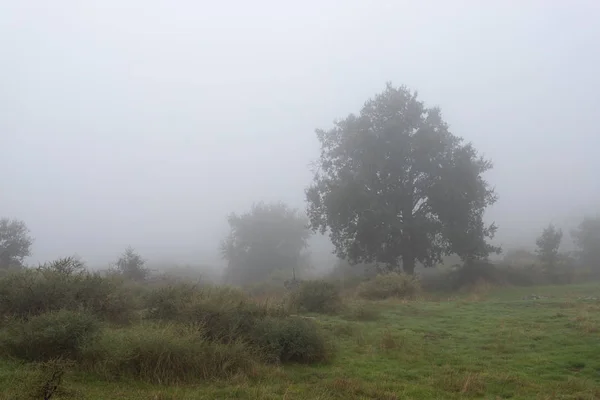Ağaç kışın sislerin arasında.