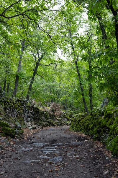 Yeşil ormandaki patika. Montanchez 'in Kestane Ormanı, Caceres, Extremadura, İspanya