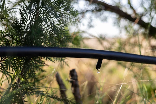 Damlatma Sulama Sistemi Kapat