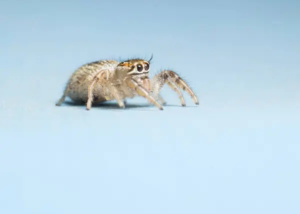 Aranha saltando isolado no fundo azul — Fotografia de Stock