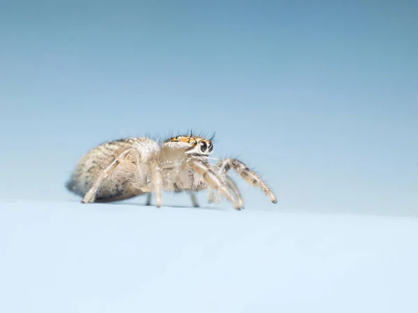 Springspinne isoliert auf blauem Hintergrund — Stockfoto