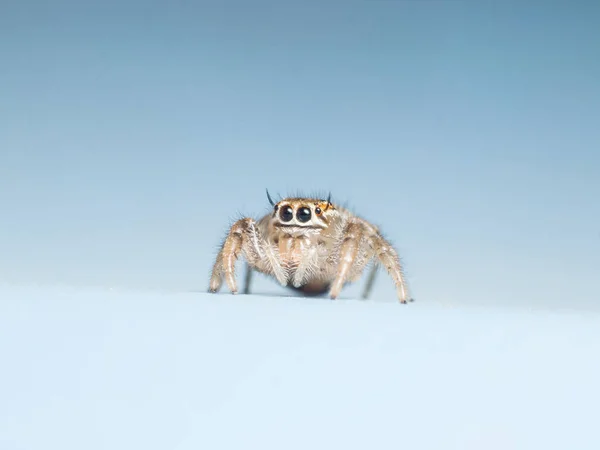 Araña saltarina aislada sobre fondo azul —  Fotos de Stock