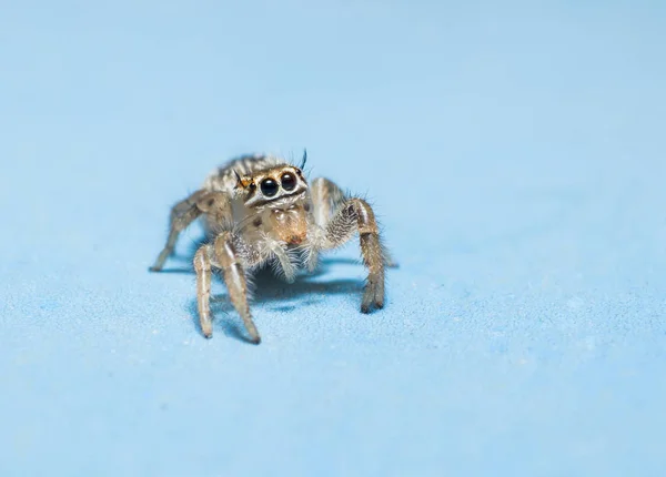 Aranha saltando isolado no fundo azul — Fotografia de Stock