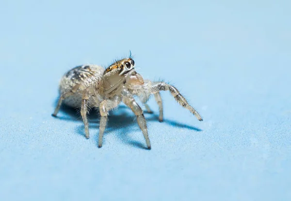 Aranha saltando isolado no fundo azul — Fotografia de Stock