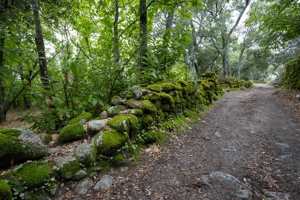 Yeşil ormandaki patika. Montanchez 'in Kestane Ormanı, Caceres, Extremadura, İspanya
