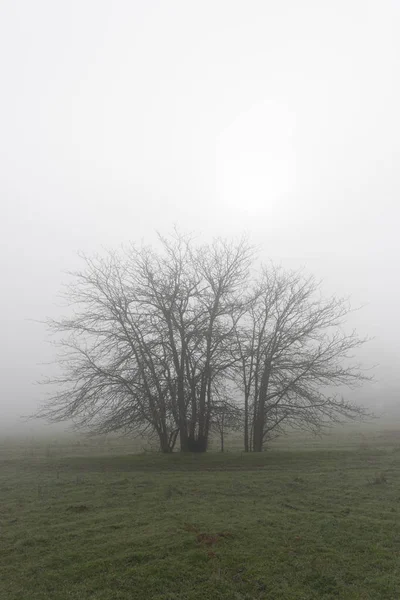 Cornnalvo Doğal Parkı, Extremadura, İspanya 'daki sisin arasındaki ağaç silueti — Stok fotoğraf