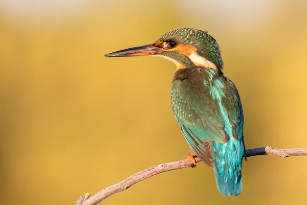 Ortak Kingfisher dişisi Alcedo bu işte. Avrasyalı balıkçı ve nehir balıkçısı. Bir dalda oturan kuş. Avrupa 'nın kuşları. İspanya — Stok fotoğraf