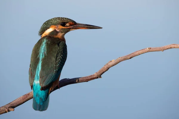 Ortak Kingfisher dişisi Alcedo bu işte. Avrasyalı balıkçı ve nehir balıkçısı. Bir dalda oturan kuş. Avrupa 'nın kuşları. İspanya — Stok fotoğraf
