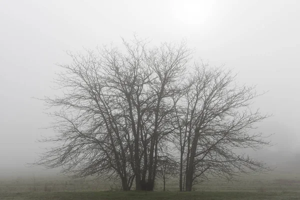 Silueta arbórea entre la niebla del Parque Natural de Cornnalvo, Extremadura, España — Foto de Stock