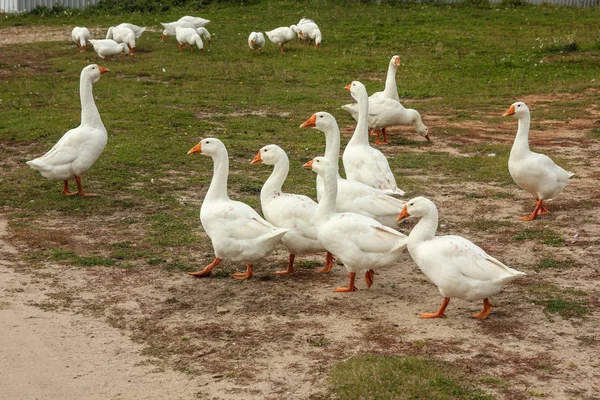 white geese, flock of geese, green grass