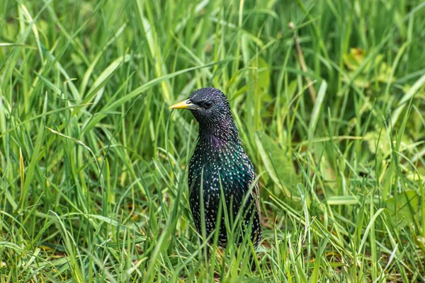 Hermoso Pájaro Starling Hierba Verde — Foto de Stock