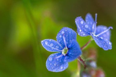 sulu bitkiler, yeşil çimenler, yabani çiçekler, çimenlerin üzerindeki çiy taneleri