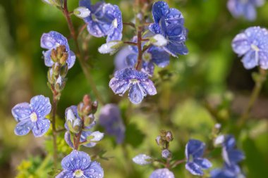 sulu bitkiler, yeşil çimenler, yabani çiçekler, çimenlerin üzerindeki çiy taneleri