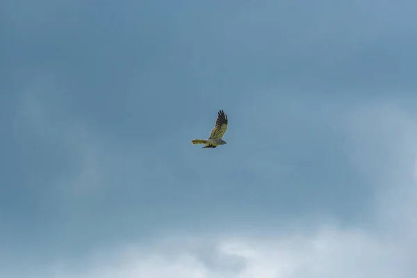 Птицы Голубом Небе Высоко Над Землей Парящие Раскрытых Крыльях — стоковое фото