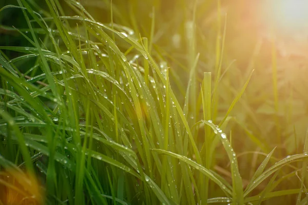 wet thick grass with water droplets on the surface