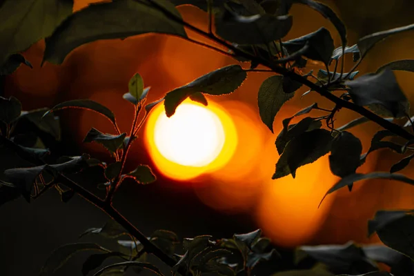 Batan Güneş Ağaçların Yapraklarının Arasından Parlıyor — Stok fotoğraf