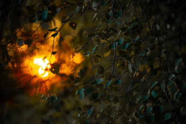 Pôr Sol Brilha Através Das Folhas Das Árvores — Fotografia de Stock
