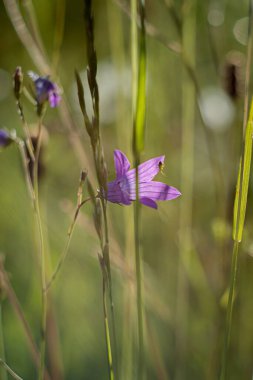 Yağmurdan sonra sık çimlerde çan çalıyor.