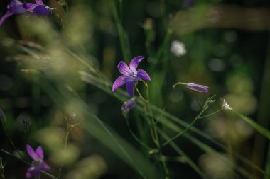 Yağmurdan sonra sık çimlerde çan çalıyor.