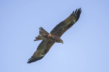 Mavi gökyüzüne karşı uzanmış kanatları olan siyah bir uçurtma.