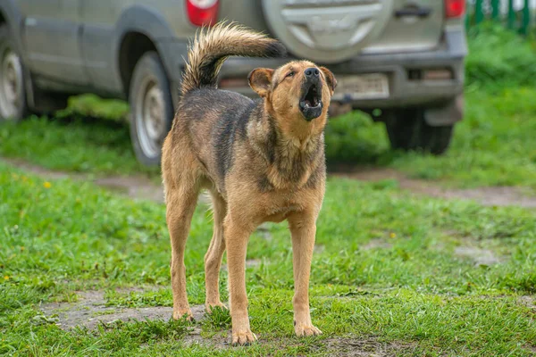 a dog barks at a passing person.